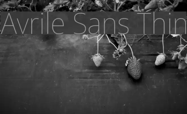 Avrile Sans Thin Font examples