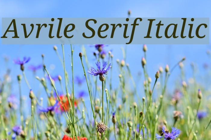 Avrile Serif Italic Font examples