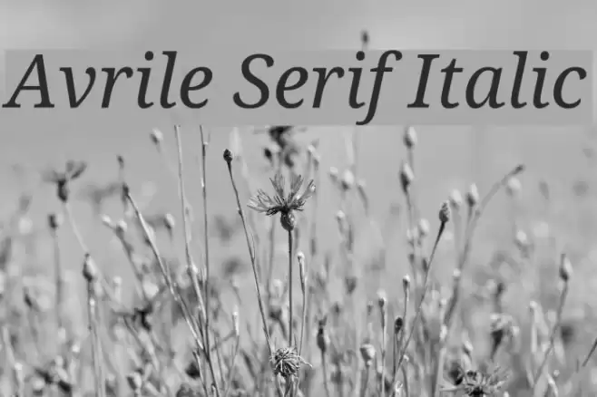 Avrile Serif Italic Font examples