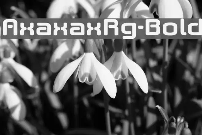AxaxaxRg-Bold Font examples