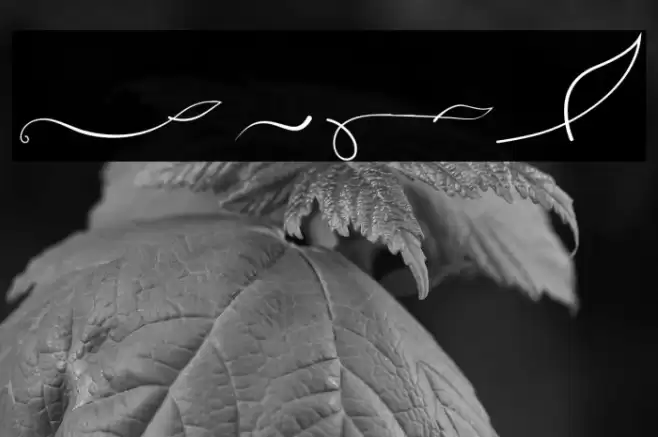 Ayuningtyas Swashes Font examples