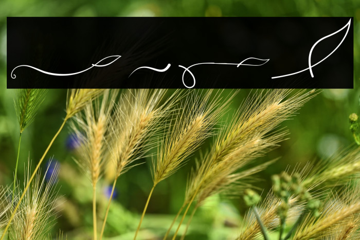 Ayuningtyas Swashes Example 3