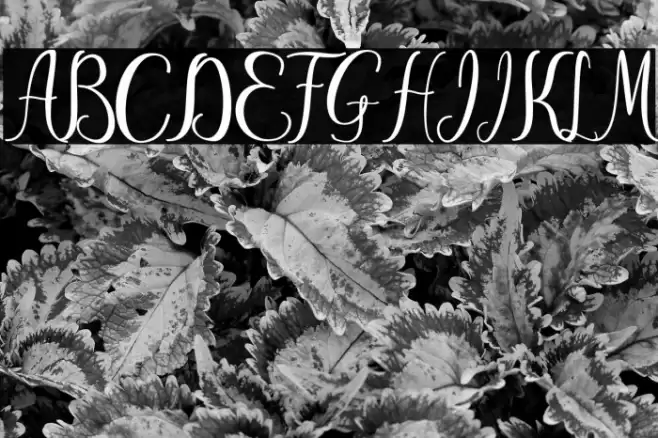 ayu widya Font examples