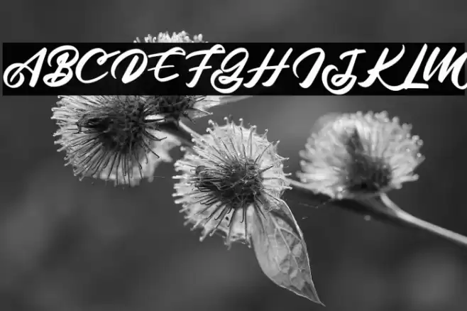 AzalaFREE Font examples