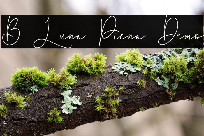 B Luna Piena Demo Example 1