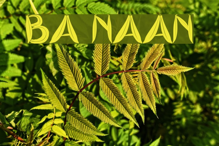 BA naan لخطوط تنزيل examples