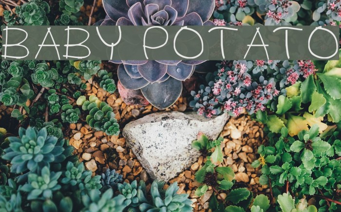 BABY POTATO Font examples