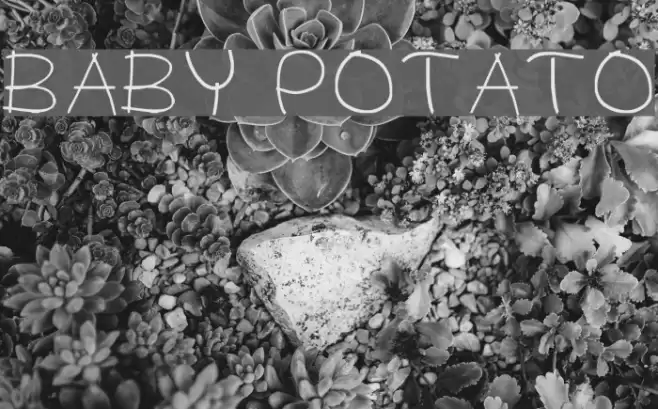 BABY POTATO Font examples