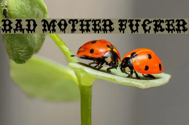 BAD MOTHER FUCKER Example 3