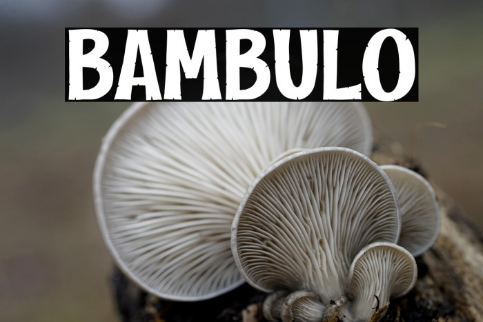 BAMBULO Example 3