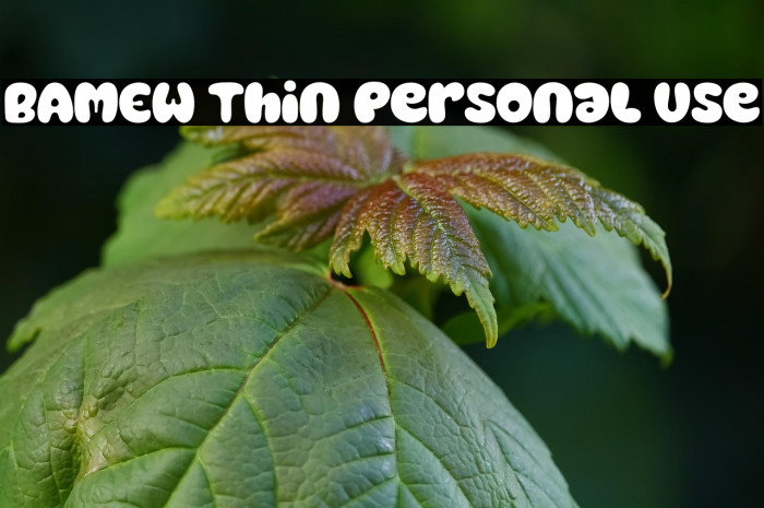 BAMEW Thin Personal Use Example 3