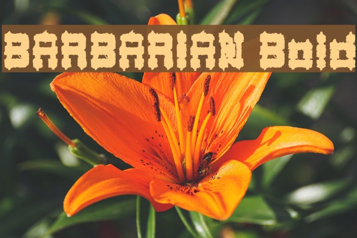 BARBARIAN Bold Example 2