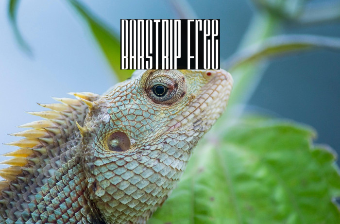 BARSTRIP Free Example 1