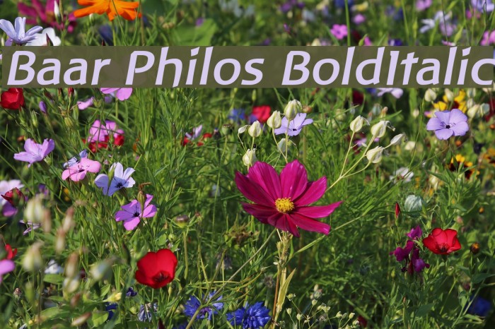 Baar Philos BoldItalic フォント examples