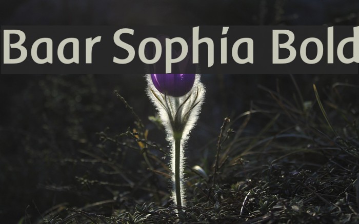 Baar Sophia Bold Polices examples
