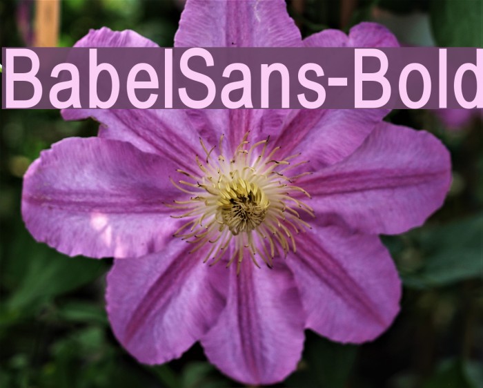 BabelSans-Bold Font examples