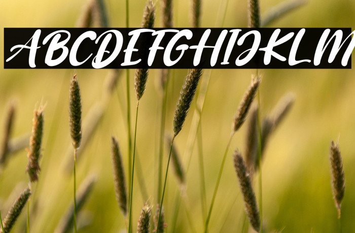 Baby Coffee Italic Example 1