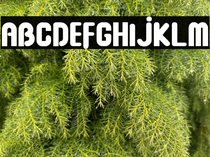 Baby Dollar ll Example 2