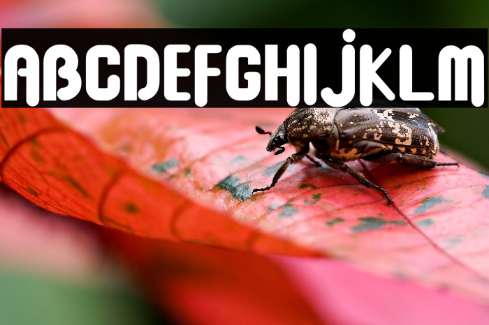 Baby Dollar Example 1