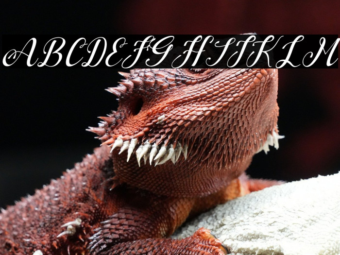 Baby Lelucky Example 2