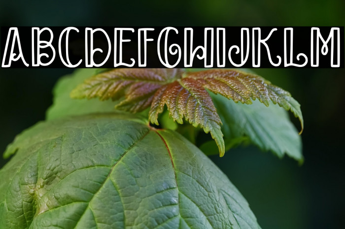 Baby Mayora Slab Example 2