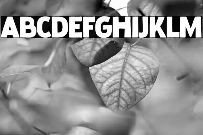 Baby Stingrays フォント examples