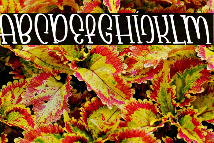 Babyface Tilted Example 2