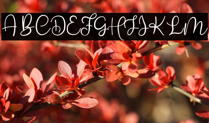 Babyla Free Example 3