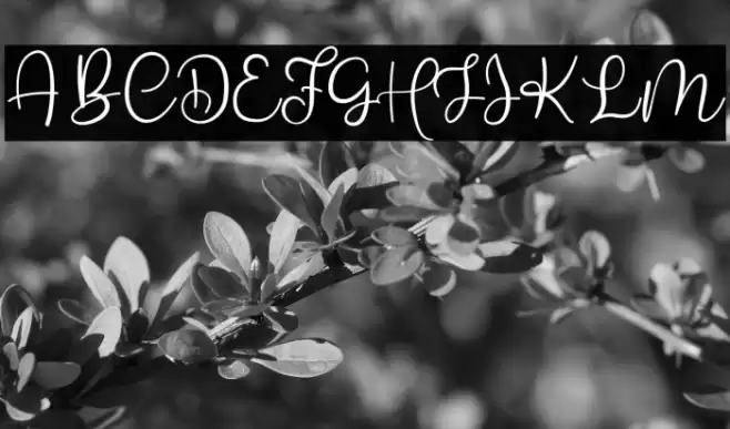 Babyla Free Font examples