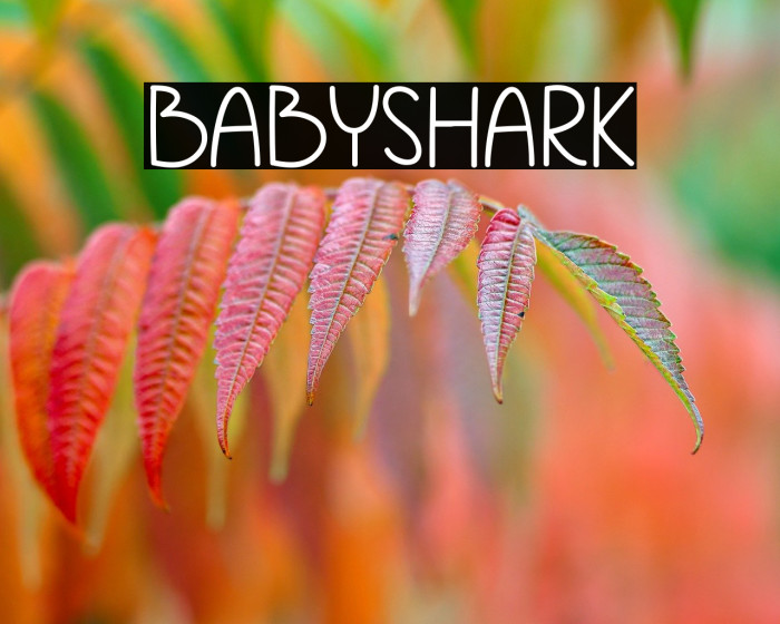 Babyshark Example 2