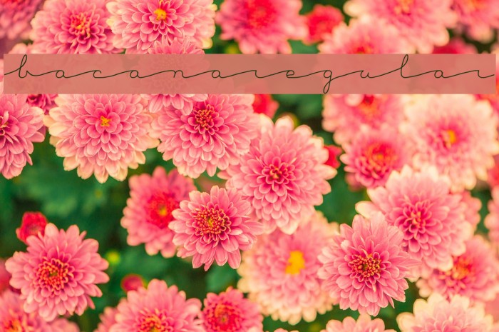 BacanaRegular Font examples