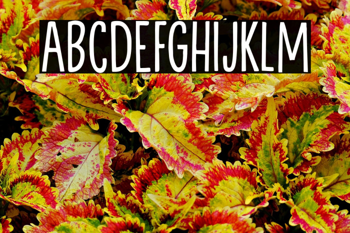 BackgroundEchoDEMO-Regular Example 2