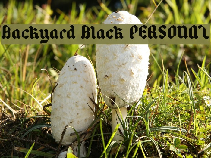 Backyard Black PERSONAL Font examples