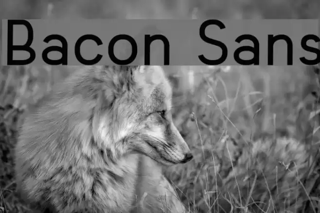 Bacon Sans Font examples