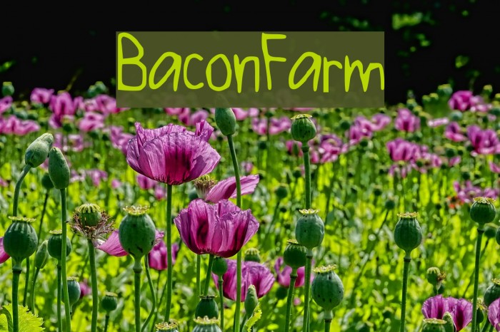 BaconFarm Font examples
