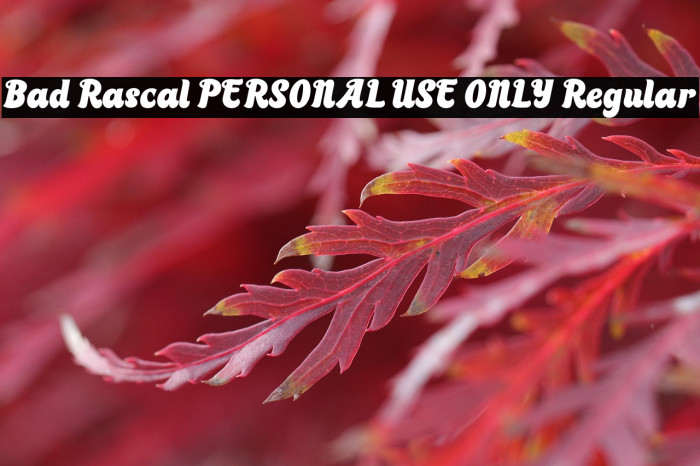 Bad Rascal PERSONAL USE ONLY Regular Example 3