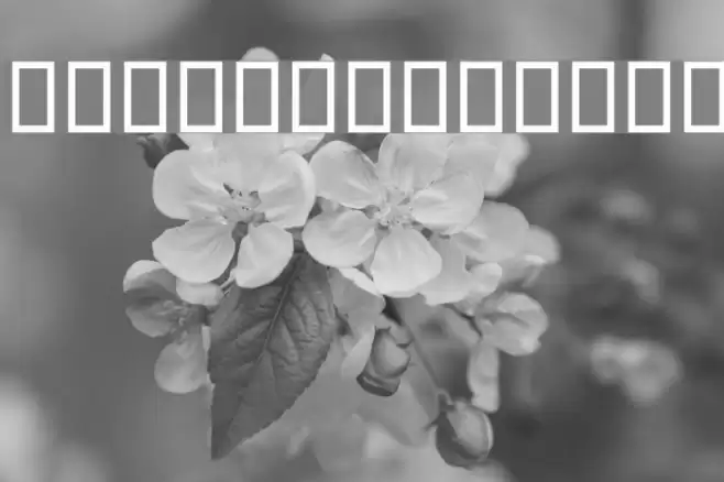 Badakhsh Light Font examples