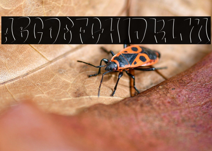 Bade Hoper inner Example 2