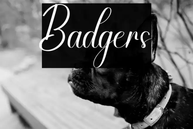 Badgers Schriftart examples