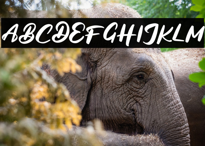 BagideFREE Example 2