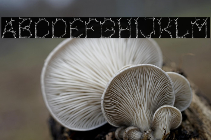 Bagonk Branch Example 3