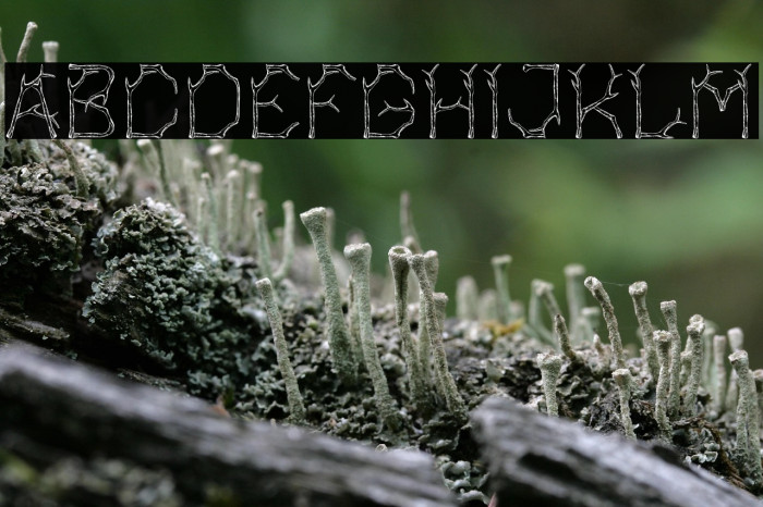 Bagonk-Branch Example 2