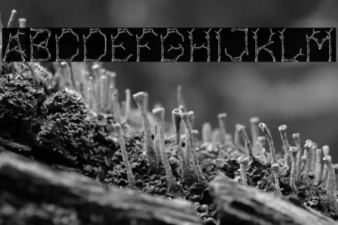 Bagonk-Branch Font examples