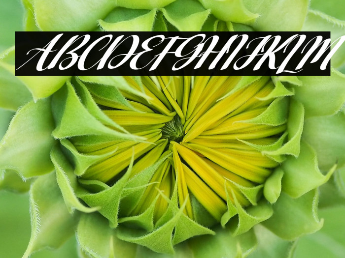 Bagstore Italic Example 3