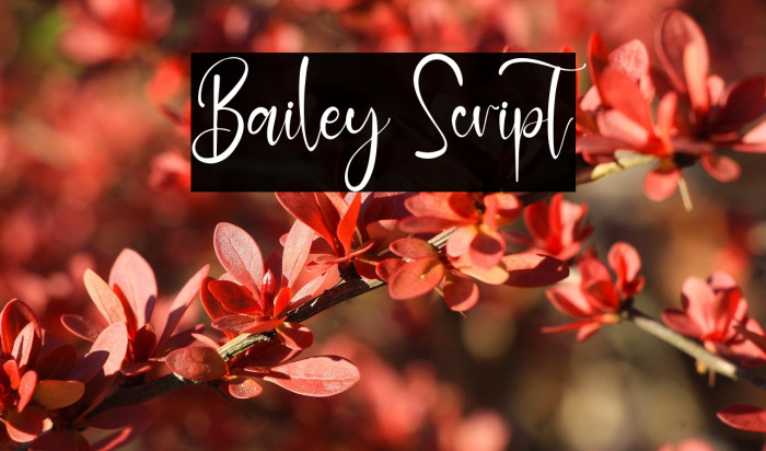 Bailey Script Example 2