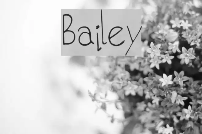 Bailey Example 1