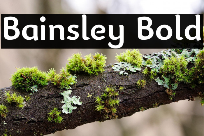 Bainsley Bold Example 1