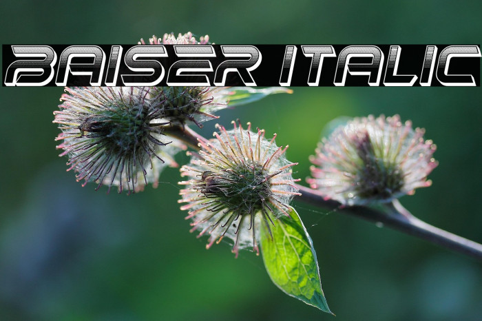 Baiser Italic Example 3