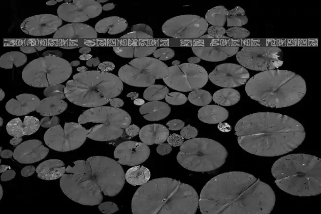 Bajoran Ideogram - ST canon based Polices examples