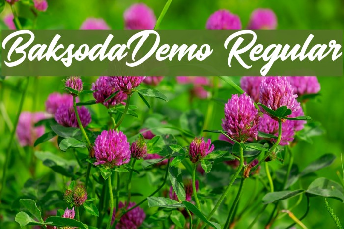 BaksodaDemo Regular Font examples
